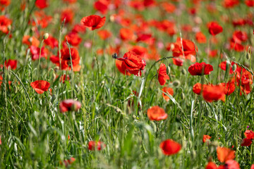 field of red poppies