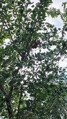 
A squirrel sits high in a tree