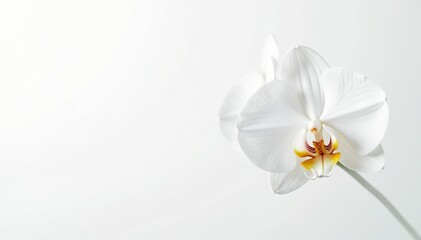 Obraz premium Delicate white orchid blossom on pure white backdrop, fragile, beauty, orchid