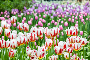 A close-up of vibrant tulips in full bloom, showcasing nature’s stunning palette and delicate...