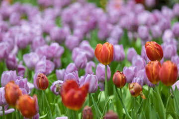 A close-up of vibrant tulips in full bloom, showcasing nature’s stunning palette and delicate...