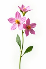 Obraz premium Single stem with small flowers on white background, isolated, flowers