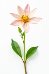 Naklejka premium Small, delicate flower in full bloom on white background, isolated, plant