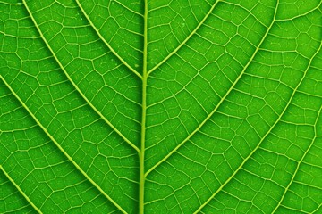 Green leaf texture. macro photo showing detailed venation pattern and natural structure
