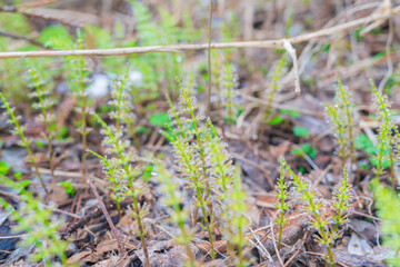 朝露に濡れるスギナ
