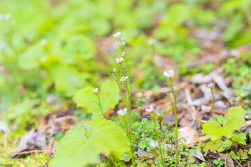 春に可憐な花を咲かせるタネツケバナ
