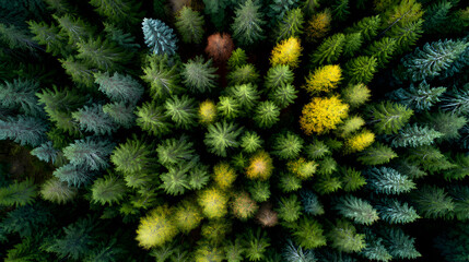 Aerial panorama of a vibrant autumn forest canopy displaying vivid green and yellow hues of evergreen trees