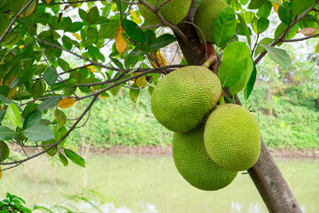 Fresh green jackfruits growing on the tree by the riverbank, showcasing tropical fruit agriculture, natural farming, and organic produce in a lush, green environment