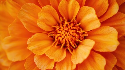 Fototapeta premium Bright orange marigold petals with a bold look.