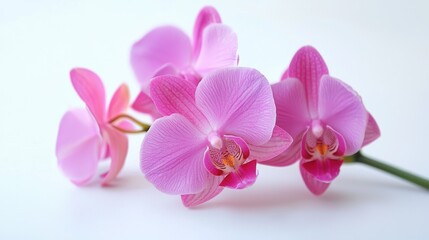 Obraz premium Bright pink orchids clustered in a minimalist bunch on a white background.