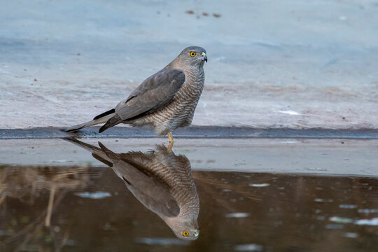 Thirsty wild bird of prey Shikra or Accipiter badius or little banded goshawk for quenching thirst with reflection in water near waterhole at forest safari in national park of india asia