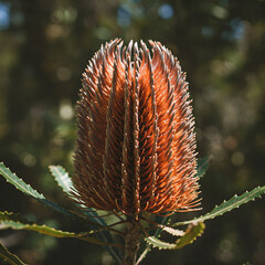 🌼 Banksia flowers from Australia can survive wildfires! Their woody cones need intense heat to open and release seeds—nature’s rebirth after fire. 🔥🌱 #NaturePower