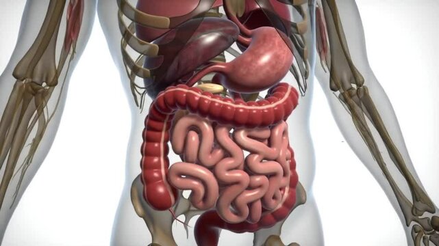 Human Digestive System: Anatomy 3D Model