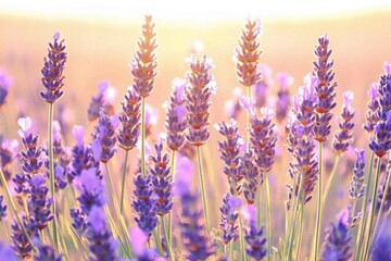 Fototapeta premium Close-up of vibrant lavender flowers in full bloom, illuminated by the sun, creating a peaceful and serene scene