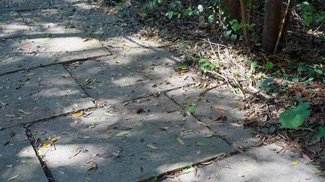 落ち葉で荒れた石畳