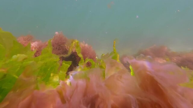 Green algae Sea Lettuce, Ulva lactuca growing on top of a boulder, with Red algae Porphyra growing underneath. Natural background of green and red algae