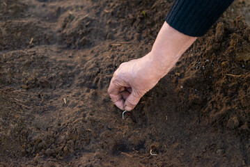 Planting Seeds in Soil Woman's Hands Gardening Growing Plants