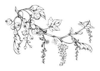 Currant gooseberry with green leaves, long flower clusters, garden berry hanging on branches. Isolated illustration hand drawn in vector ink. Craft eco cosmetics, aroma candles, jam jar food labels