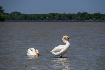 Beautiful elegant white swans swimming in Danube river in Belgrade, Serbia