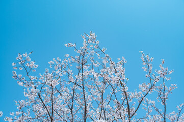 Cherry blossoms on the branches in spring.