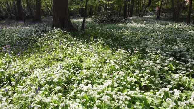 wild garlic in a wood