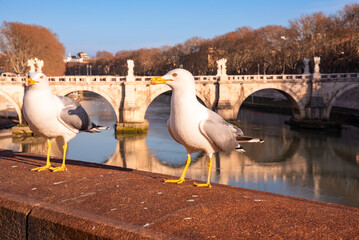 View of bridge in Rome city, Italy