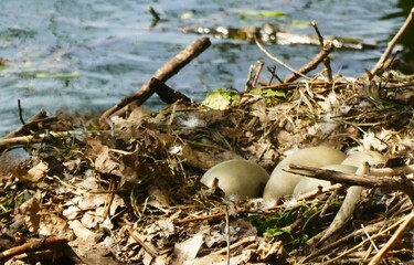 Swans eggs in the nest by the lake in nature