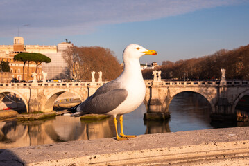 View of bridge in Rome city, Italy