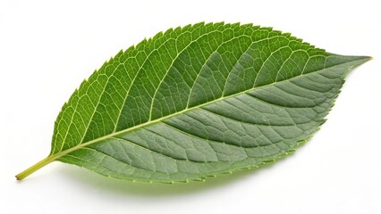 Obraz premium Single Green Leaf on White Background
