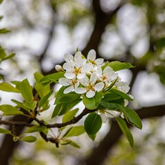Flowering Buds of An Anjou Pear Tree In The Spring Producing White Flower
