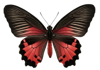 Fototapeta premium Red Scarlet Butterfly Wings Detailed Macro Nature Insect art white fauna animal design summer