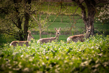 European Roe Deer in a Forest Clearing: The Serenity of Nature