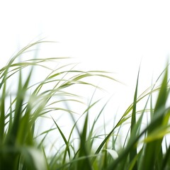Naklejka premium Minimal Grass Blades Waving in Wind on White Horizon Background