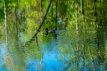 Reflections of spring trees in the river as a colorful background.