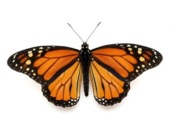 Beautiful Monarch Butterfly Wings Detailed Closeup Nature Insect Black White Macro Fauna Orange