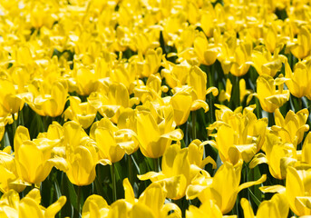 field of  yellow flowers of tulips in sunny spring day