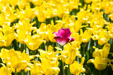 One purple tulip and field of yellow flowers (not like everyone else)