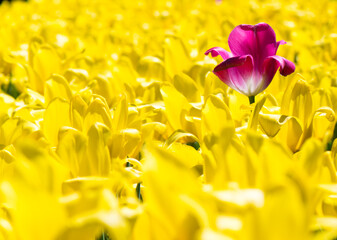 One purple tulip and field of yellow flowers (not like everyone else)