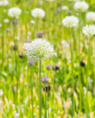 Allium (Mount Everest) in sunny spring day