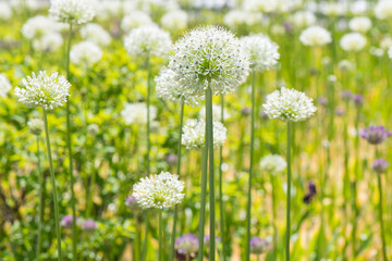 Allium (Mount Everest) in spring day