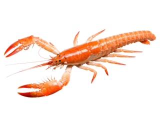 Langoustine - A small, sweet shellfish often used in fine dining dishes.
