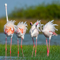 Flamingos 