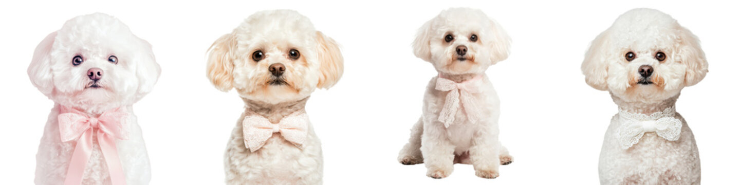 Adorable Fluffy Bichon and Poodle Dogs in Studio