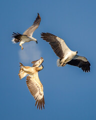 Fototapeta premium Egale 