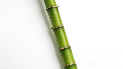 Obraz premium Single Bamboo Stem on White Background