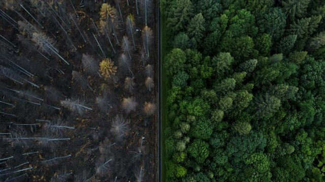 Before and After Forest Deforestation