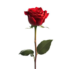 Single, vibrant red rose, stem and leaves, isolated on black background.  Detailed close-up view