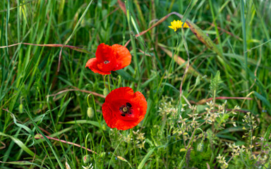 Poppy flower in a European field