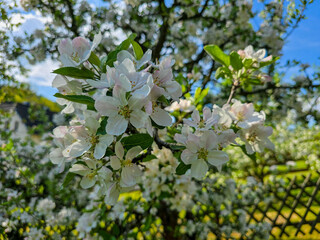 blossoming apple tree during springtime 