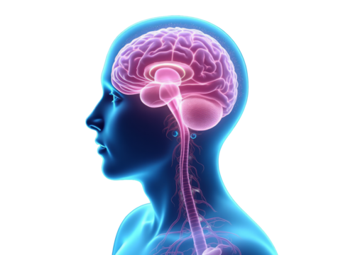 Hyper-Detailed View of the Human Brain Inside Transparent Skull